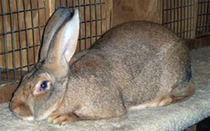 Are Flemish Giants cuddly?