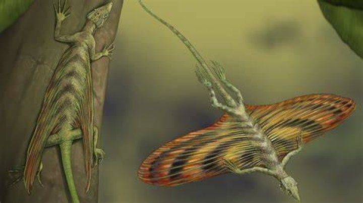 Are Flying Lizard dangerous?