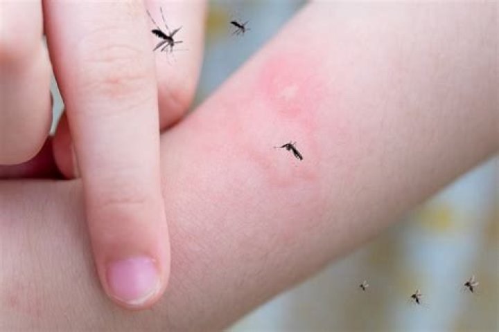 Are mosquitoes bad in Nevada?