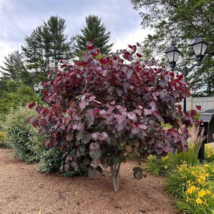 Are redbud trees edible?