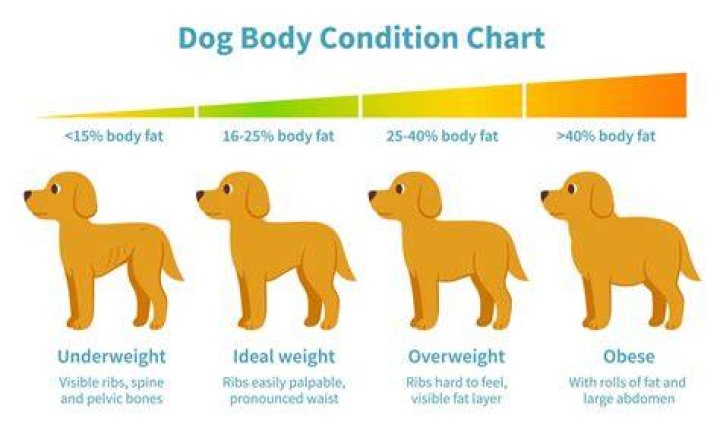 Can Rice help a dog gain weight?