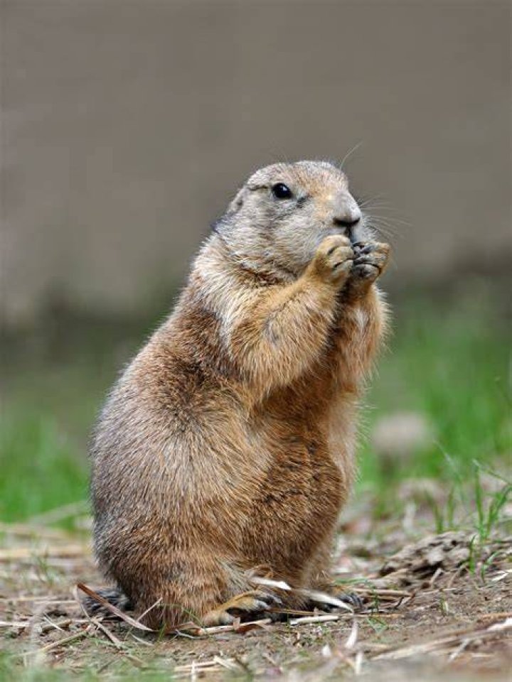 Can you keep prairie dogs as pets?