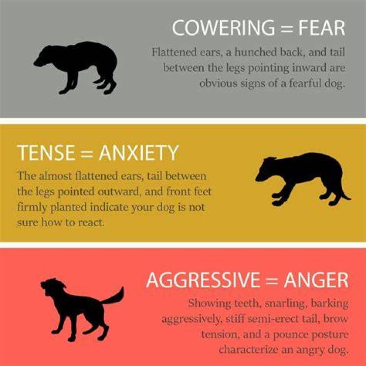 Does Prozac help dogs with aggression?