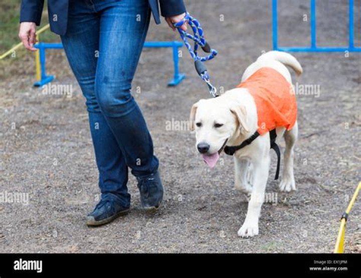 How do you become a guide dog for the blind trainer?