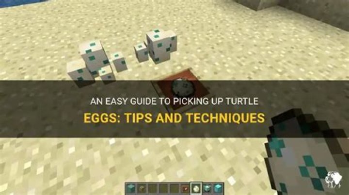 How do you pick up turtle eggs?