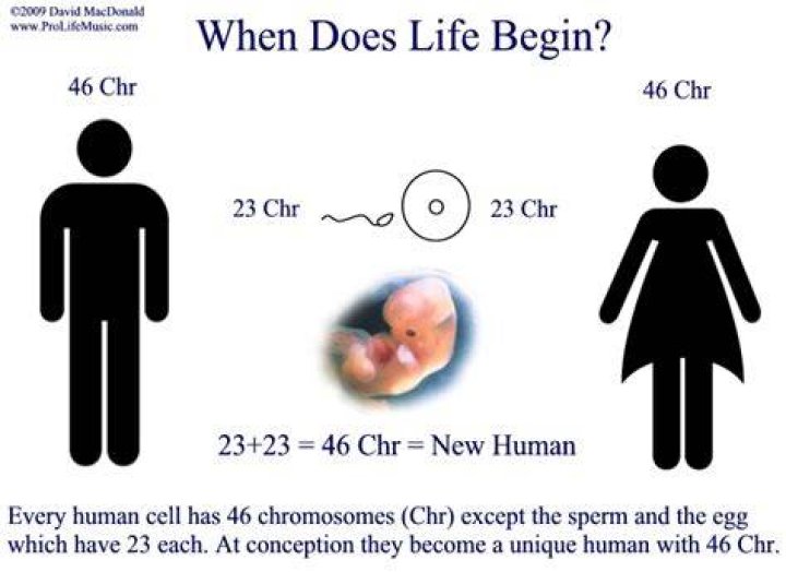 How does a new life begin?