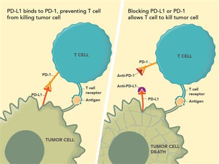 How does pd1 inhibitor work?