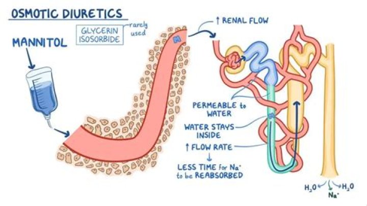 How is mannitol a diuretic?