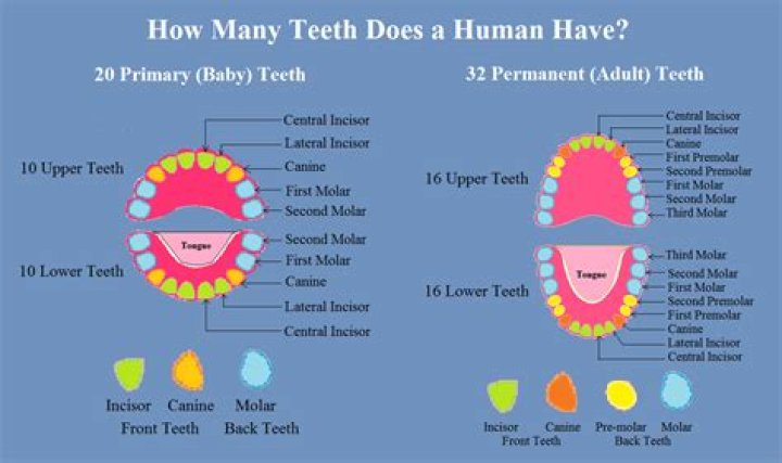How many deciduous teeth does a human have?