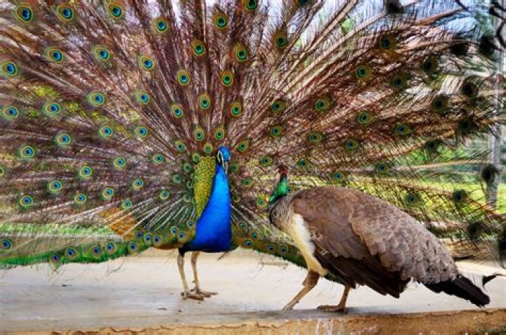 How many peacocks and haps are in a 125 gallon?