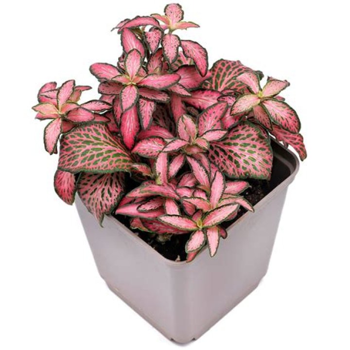 How tall does a Fittonia Argyroneura grow?