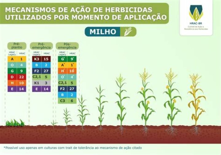 O que fazer para o milho ficar mole?