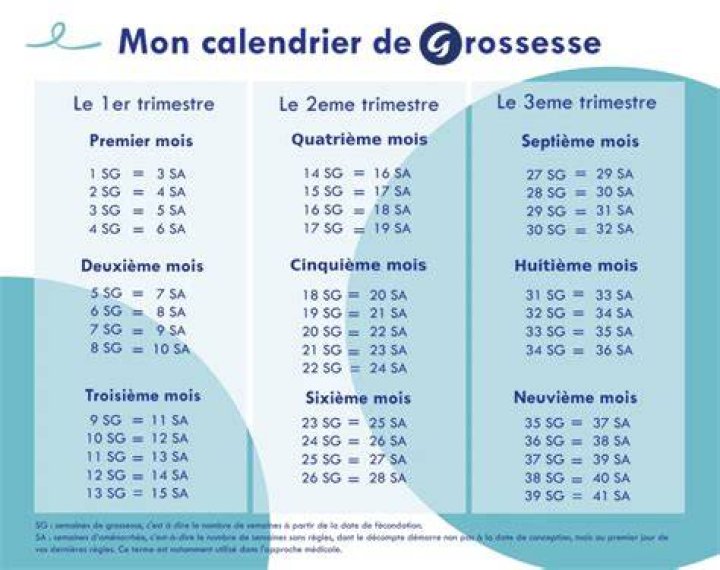 Quels sont les 3 trimestres de la grossesse ?