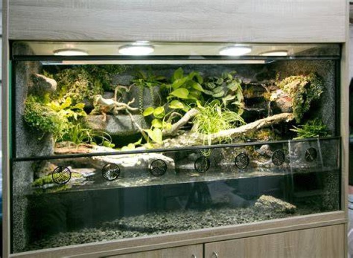 Was passiert wenn der pH Wert im Aquarium zu hoch ist?