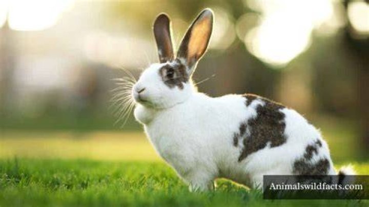What are some weak animals?