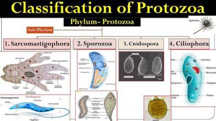 What are the 4 main types of protozoa?