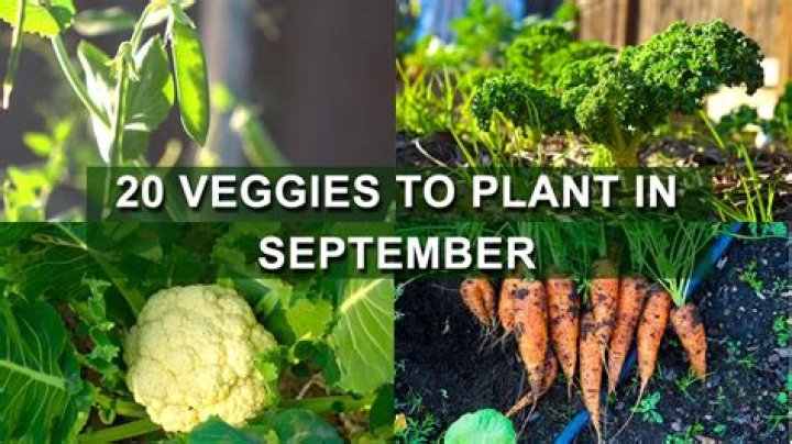 What can I plant in September in Victoria?