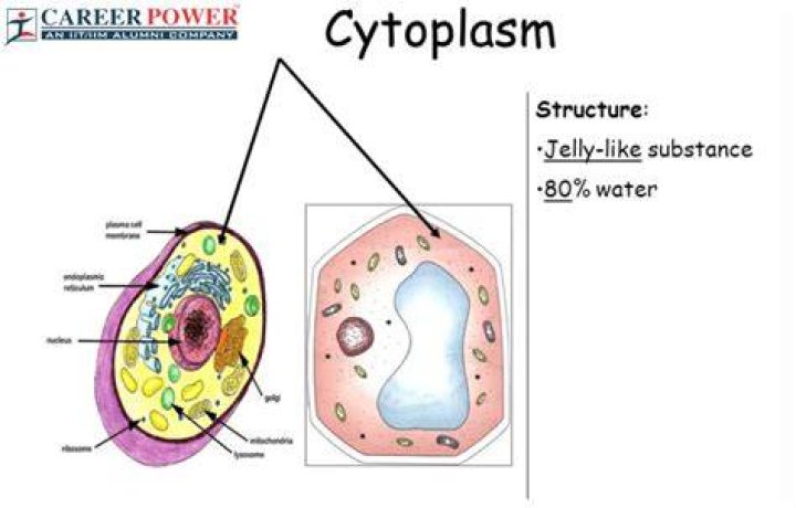 What color is a plant cell cytoplasm?