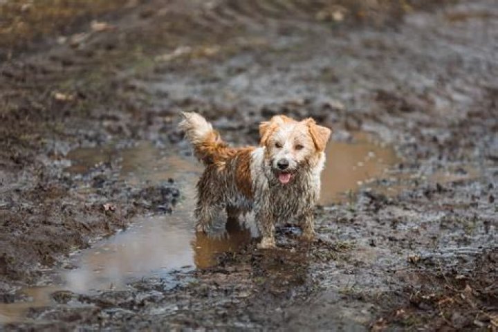 What do you do with a muddy dog?