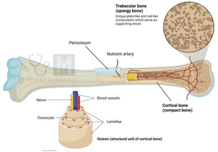 What does cortical bone mean?