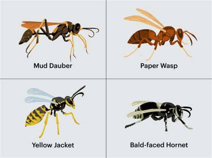 What does Wasping mean?