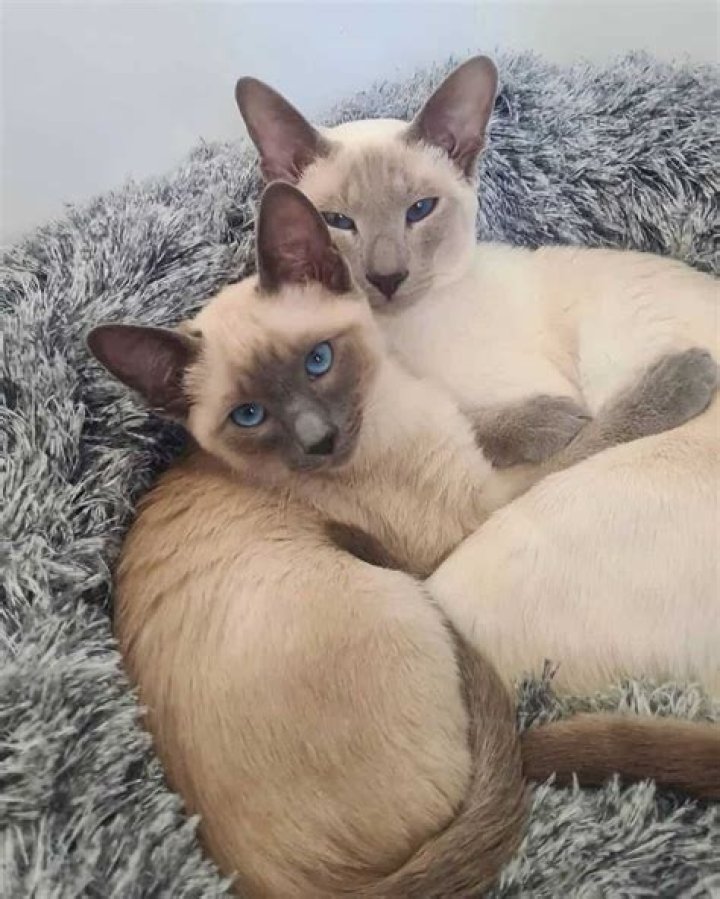 What is a lilac point Siamese cat?