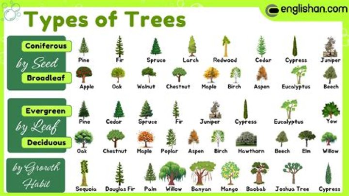 What is a tree's scientific name?