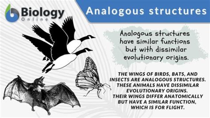 What is an analogous system?