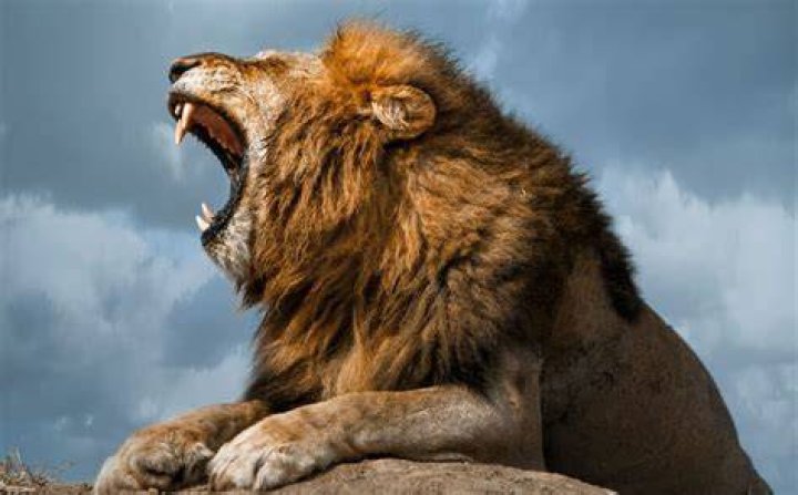 What is the meaning of a roaring lion?