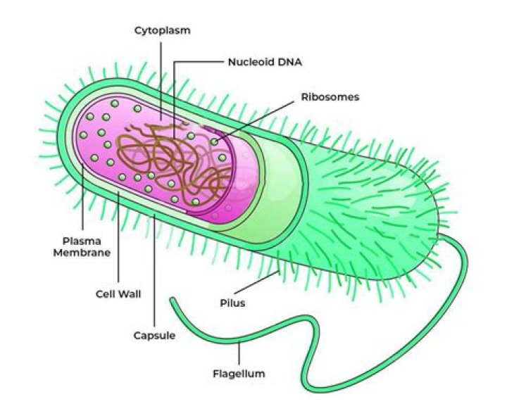 What phylum are bacteria?