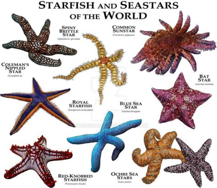 What species is a sea star?