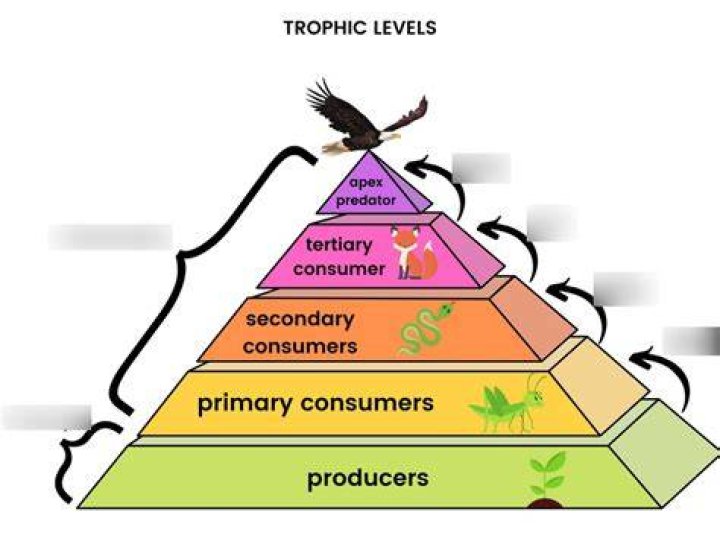 What trophic level is a gorilla?