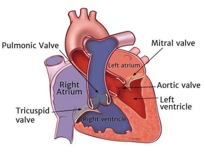 What valve controls blood flow from the right atrium to the right ventricle?
