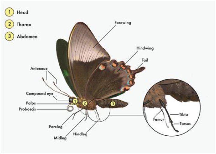 Where are the eyes of a butterfly?