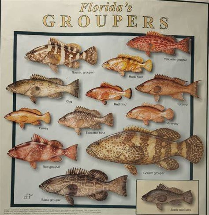 Where can I find grouper in Florida?
