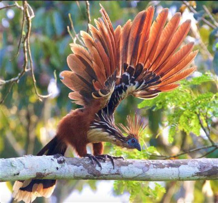 Which birds have claws?