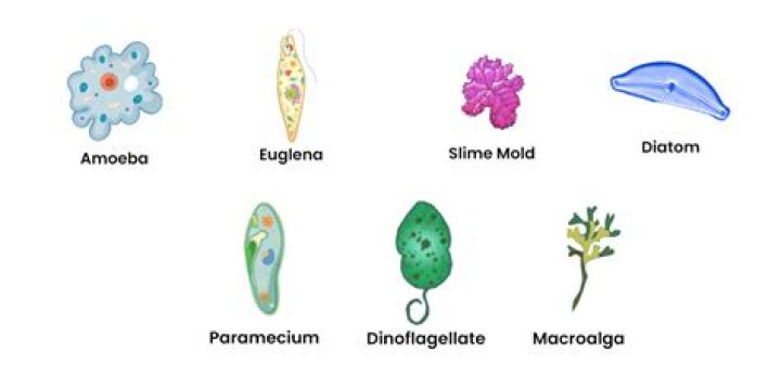 Which kingdom contains algae and protozoans?