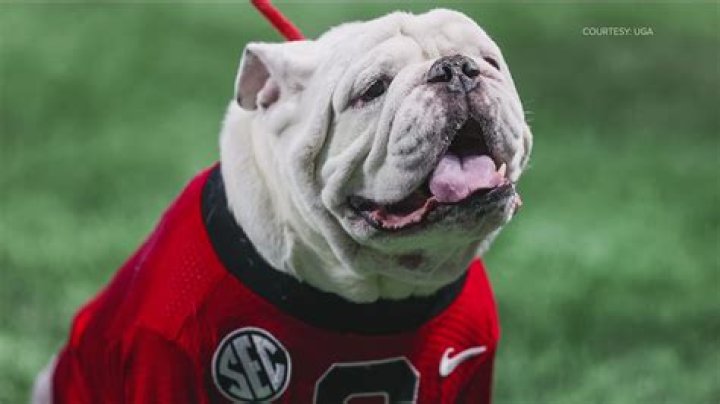 Why are the UMD Bulldogs wearing 17?