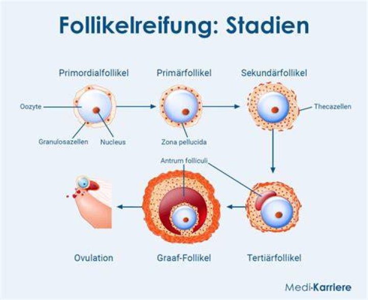 Wie viele Eizellen werden pro Monat produziert?